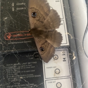 Dasypodia selenophora at Wamboin, NSW - 7 Nov 2022