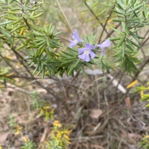 Westringia fruticosa at Wamboin, NSW - 1 Apr 2023 04:49 PM