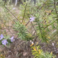 Westringia fruticosa at Wamboin, NSW - 1 Apr 2023 04:49 PM