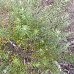 Westringia fruticosa at Wamboin, NSW - 1 Apr 2023