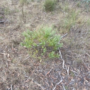 Westringia fruticosa at Wamboin, NSW - 1 Apr 2023 04:49 PM