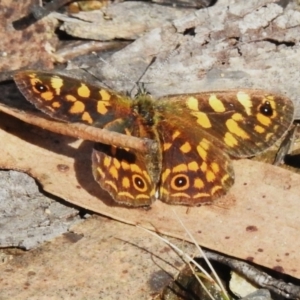 Oreixenica correae at Cotter River, ACT - 14 Apr 2023 01:25 PM