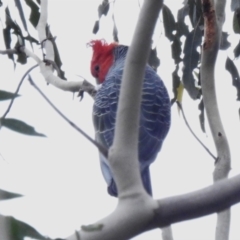 Callocephalon fimbriatum (Gang-gang Cockatoo) at Tidbinbilla Nature Reserve - 15 Apr 2023 by JohnBundock