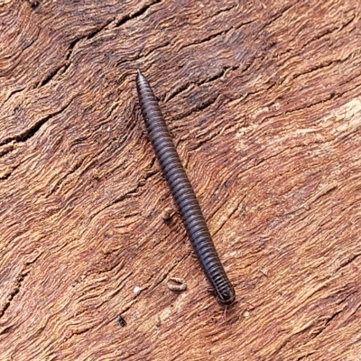 Unidentified Millipede (Diplopoda) at Hallett Cove, SA - 16 Apr 2023 by trevorpreston
