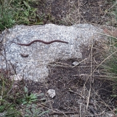 Drysdalia coronoides (White-lipped Snake) at Namadgi National Park - 15 Apr 2023 by Rebeccajgee