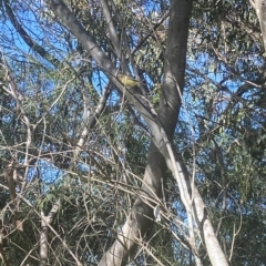 Acanthiza nana (Yellow Thornbill) at Wamboin, NSW - 10 Mar 2023 by natureguy