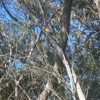 Acanthiza nana (Yellow Thornbill) at Wamboin, NSW - 10 Mar 2023 by natureguy