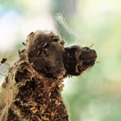 Cebysa leucotelus (Australian Bagmoth) at Cook, ACT - 7 Jan 2023 by CathB