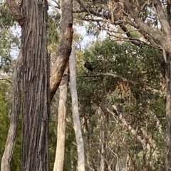 Ardea pacifica (White-necked Heron) at Wamboin, NSW - 26 Mar 2023 by natureguy