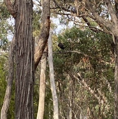 Ardea pacifica (White-necked Heron) at Wamboin, NSW - 26 Mar 2023 by natureguy