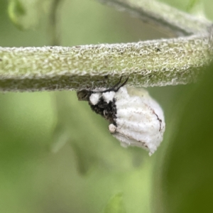 Icerya sp. (genus) at Greenleigh, NSW - 16 Apr 2023