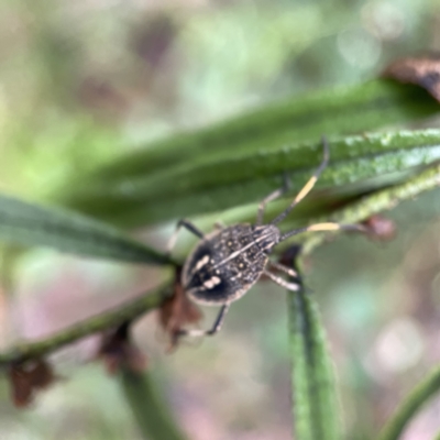 Poecilometis strigatus (Gum Tree Shield Bug) at Greenleigh, NSW - 16 Apr 2023 by Hejor1