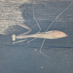 Pseudomantis albofimbriata (False garden mantis) at Greenleigh, NSW - 16 Apr 2023 by Hejor1