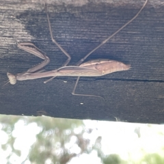 Pseudomantis albofimbriata at Greenleigh, NSW - 16 Apr 2023 12:33 PM