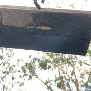 Pseudomantis albofimbriata at Greenleigh, NSW - 16 Apr 2023 12:33 PM