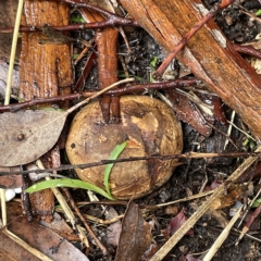 Scleroderma sp. (Scleroderma) at Greenleigh, NSW - 16 Apr 2023 by Hejor1