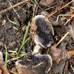 Scleroderma sp. at Greenleigh, NSW - 16 Apr 2023