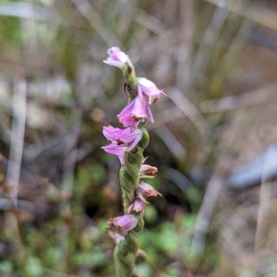Spiranthes australis (Austral Ladies Tresses) at Namadgi National Park - 15 Apr 2023 by Rebeccajgee
