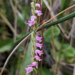 Spiranthes australis at Cotter River, ACT - suppressed