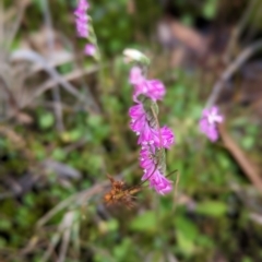 Spiranthes australis at Cotter River, ACT - suppressed