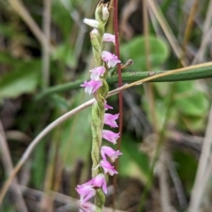 Spiranthes australis at Cotter River, ACT - suppressed