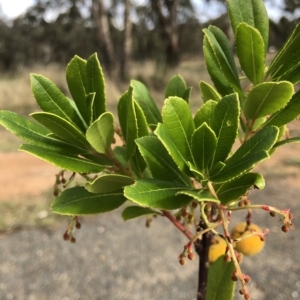 Arbutus unedo at Red Hill, ACT - 16 Apr 2023 04:07 PM