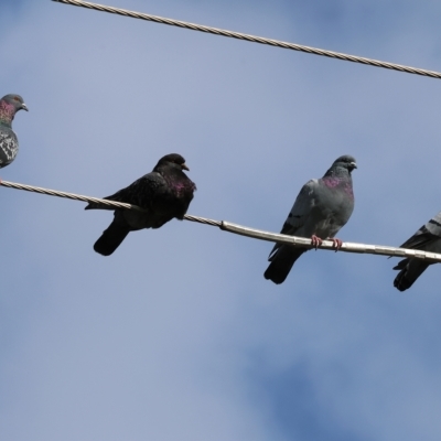 Columba livia (Rock Dove (Feral Pigeon)) at Wodonga, VIC - 16 Apr 2023 by KylieWaldon