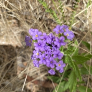 Verbena rigida var. rigida at Acton, ACT - 27 Jan 2023