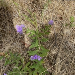 Verbena rigida var. rigida at Acton, ACT - 27 Jan 2023