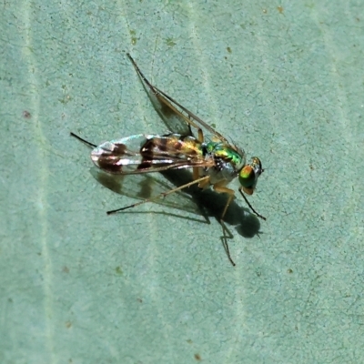 Austrosciapus sp. (genus) (Long-legged fly) at Wodonga, VIC - 16 Apr 2023 by KylieWaldon