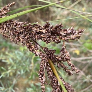 Gahnia sp. at Acton, ACT - 27 Jan 2023