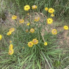 Xerochrysum bracteatum (Golden Everlasting) at Acton, ACT - 27 Jan 2023 by natureguy