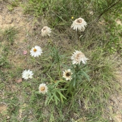 Xerochrysum bracteatum at Acton, ACT - 27 Jan 2023