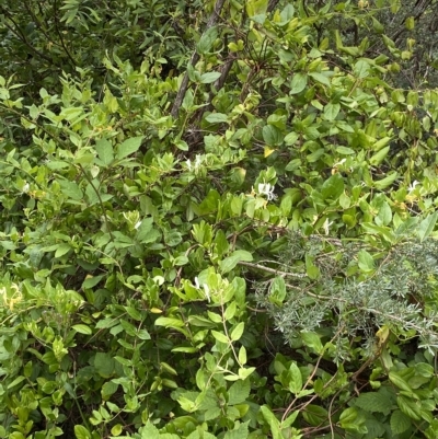 Lonicera japonica (Japanese Honeysuckle) at Acton, ACT - 27 Jan 2023 by natureguy