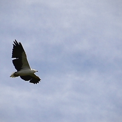 Haliaeetus leucogaster (White-bellied Sea-Eagle) at Green Cape, NSW - 15 Apr 2023 by JimL