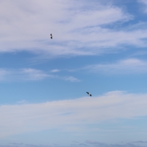 Haliaeetus leucogaster at Green Cape, NSW - 15 Apr 2023 03:13 PM