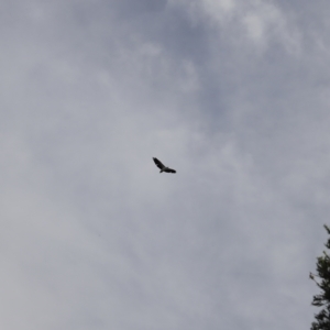Haliaeetus leucogaster at Green Cape, NSW - 15 Apr 2023 03:13 PM