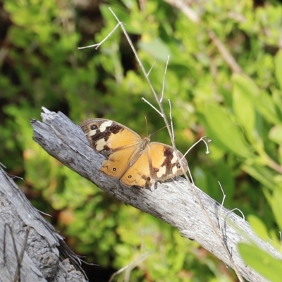 Heteronympha merope (Common Brown Butterfly) at Green Cape, NSW - 15 Apr 2023 by JimL