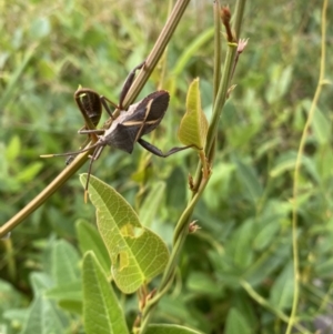 Mictis profana at Acton, ACT - 27 Jan 2023 04:51 PM