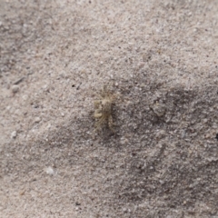 Ocypode cordimana (Smooth-Handed Ghost Crab) at Green Cape, NSW - 15 Apr 2023 by JimL