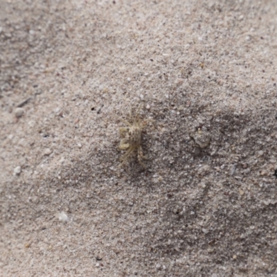 Ocypode cordimana (Smooth-Handed Ghost Crab) at Green Cape, NSW - 15 Apr 2023 by JimL