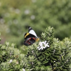 Delias nigrina (Black Jezebel) at Green Cape, NSW - 14 Apr 2023 by JimL