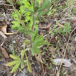 Potentilla recta at Wamboin, NSW - 4 Feb 2023