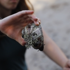 Unidentified Sea Snail or Limpet (Gastropoda) at Green Cape, NSW - 15 Apr 2023 by JimL