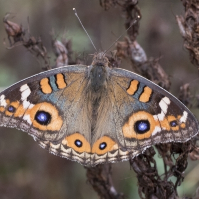 Junonia villida (Meadow Argus) at Campbell Park Woodland - 25 Mar 2023 by AlisonMilton