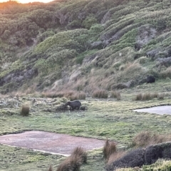 Vombatus ursinus (Common wombat, Bare-nosed Wombat) at Green Cape, NSW - 14 Apr 2023 by JimL