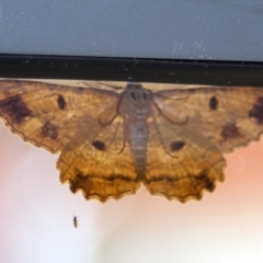 Scioglyptis lyciaria at Higgins, ACT - 16 Apr 2023