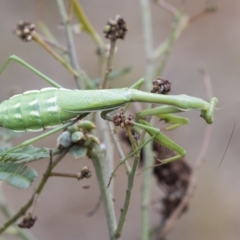 Pseudomantis albofimbriata (False garden mantis) at Campbell Park Woodland - 25 Mar 2023 by AlisonMilton