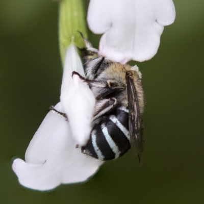 Amegilla (Zonamegilla) asserta (Blue Banded Bee) at Higgins, ACT - 27 Mar 2023 by AlisonMilton