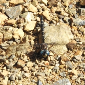 Austroaeschna multipunctata at Namadgi National Park - 14 Apr 2023